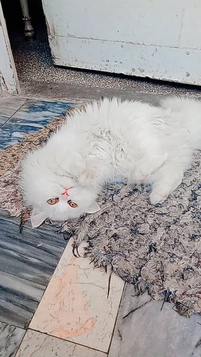 phone number is 03107517232