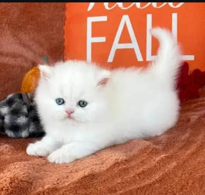 Persian female kitten for sale delivery available all Pakistan