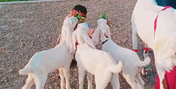 3 Bacchon Ka Sath Desi Bakri For Sale, +03134947622