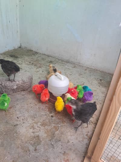 cocktail* Ducks *Astrolop chicks* cage