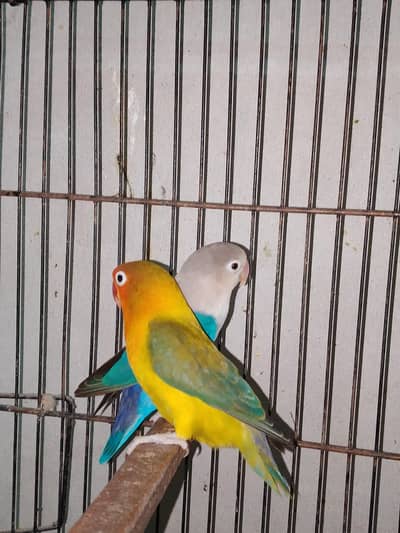 parrot/cage/love bird/cocktail/bajri/Australian/pale fellow/dove/hogo/