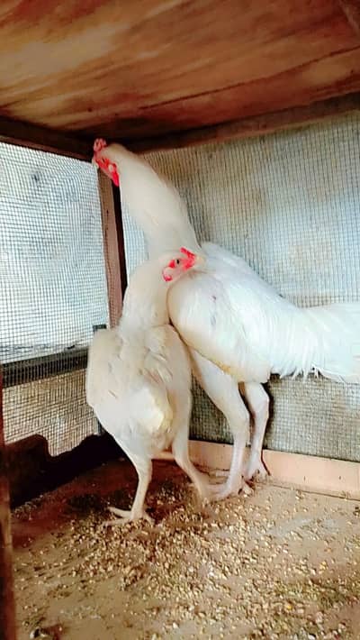 heera cross male female pair