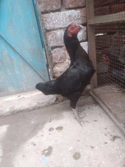 aseel thai + pakoya burmi female ready to egg laying bht achi cheez hy