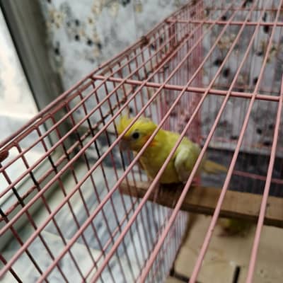 Urgent sale Common white full breeder male with cage