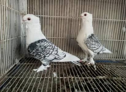 Black Spangle Sattinate breeder pair