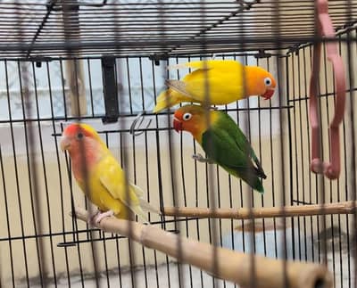 Love birds Pair