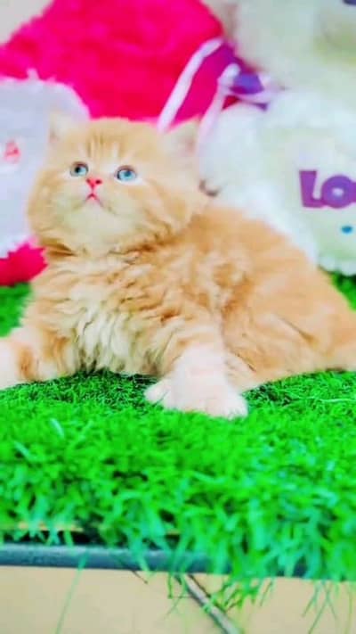 Persian cat for sale male female vaccine clear 0329=26=63=252=