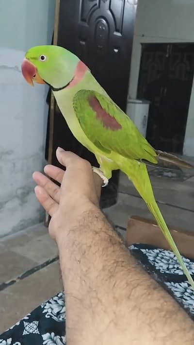 Raw parrot hand tamed (DD green)