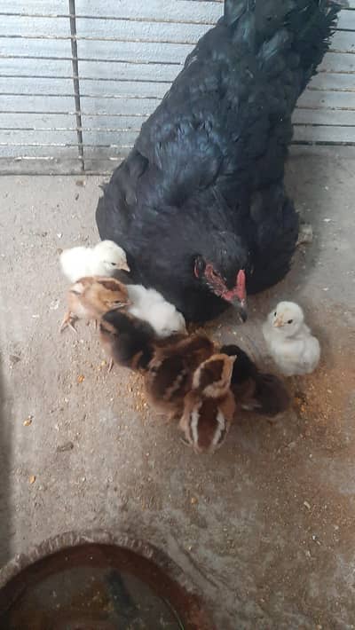 Desi Hen with 8 chicks