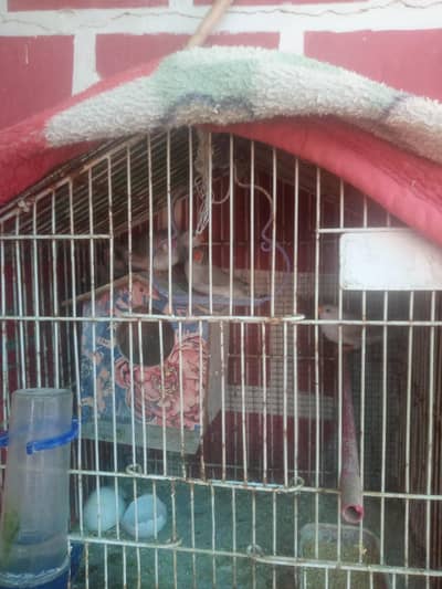 animals for sell price 1500 per pair any one interested in this deal