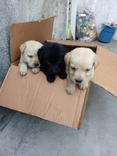 Labrador male and female puppy's