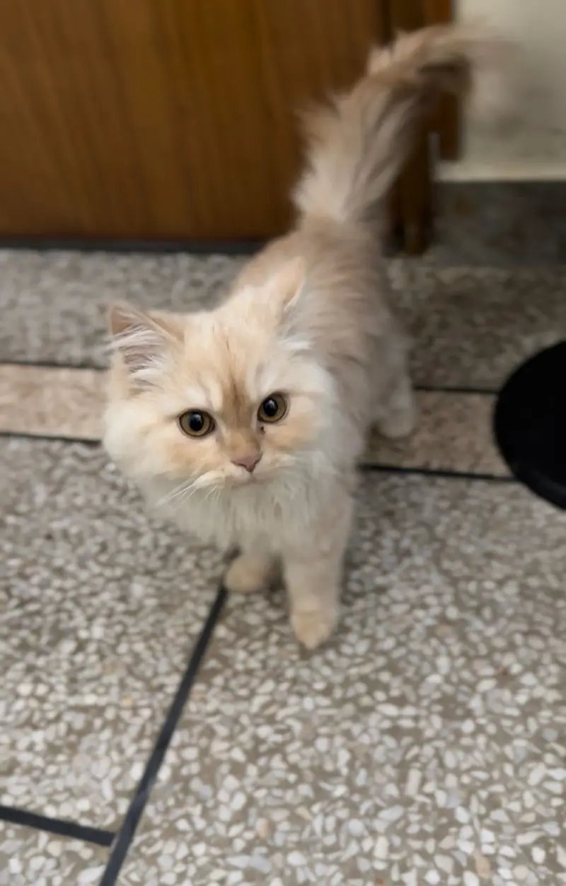 white Persian kitten|Triple long coated|punch Face| cute kittens
