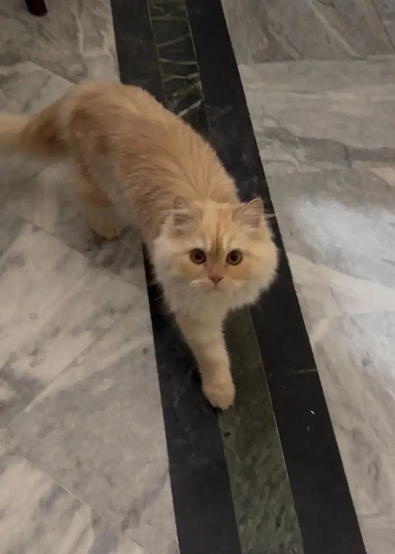 white Persian kitten|Triple long coated|punch Face| cute kittens — photo 2