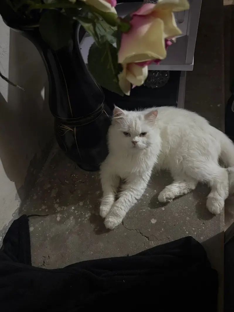 white Persian kitten|Triple long coated|punch Face| cute kittens — photo 3