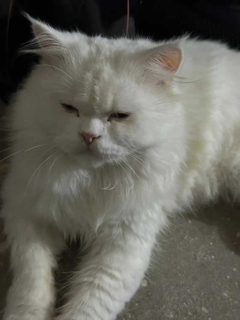 white Persian kitten|Triple long coated|punch Face| cute kittens — photo 4