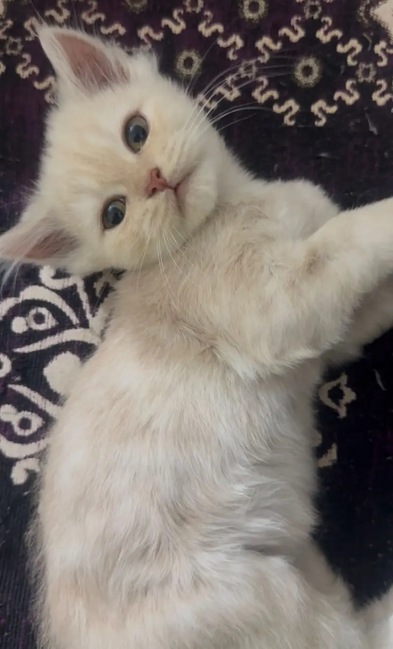 white Persian kitten|Triple long coated|punch Face| cute kittens — photo 5