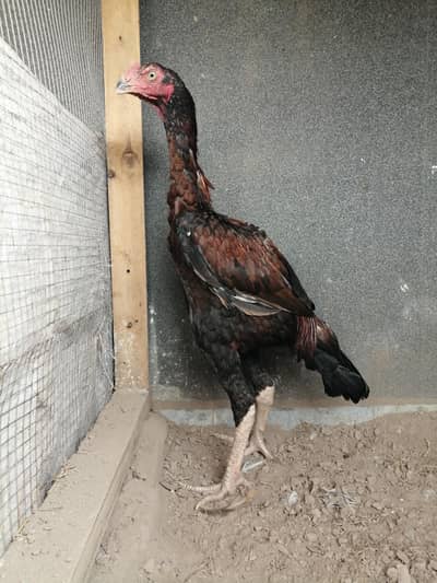 Old blood heera aseel male female /white aseel /lakhy aseel chicks