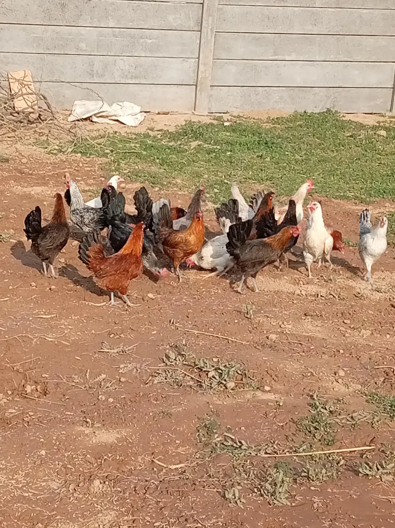 Golden misri | hen | گولڈن مصری | misri  pathiyan | andhay wali murghi — photo 4