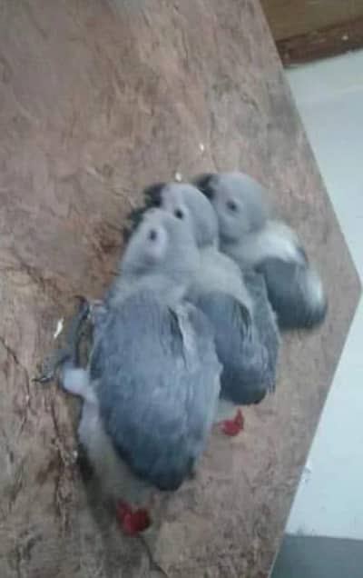 African grey parrot four month age contact 0336=1120=109