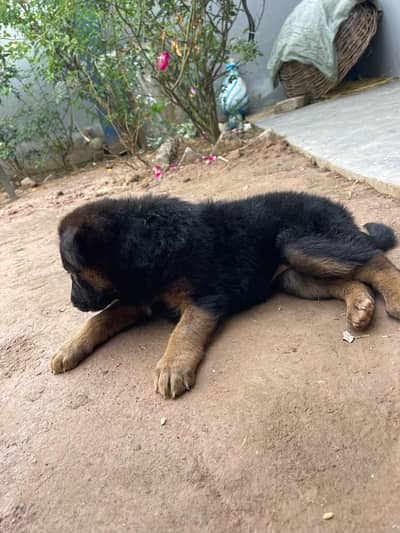 Gsd puppy for sale