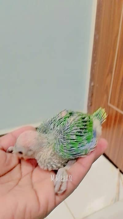 green ringneck chick
