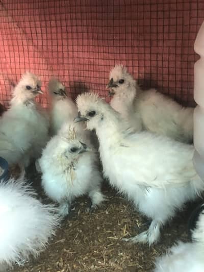 White Silky Chicks, Fancy Hens Eggs chicks