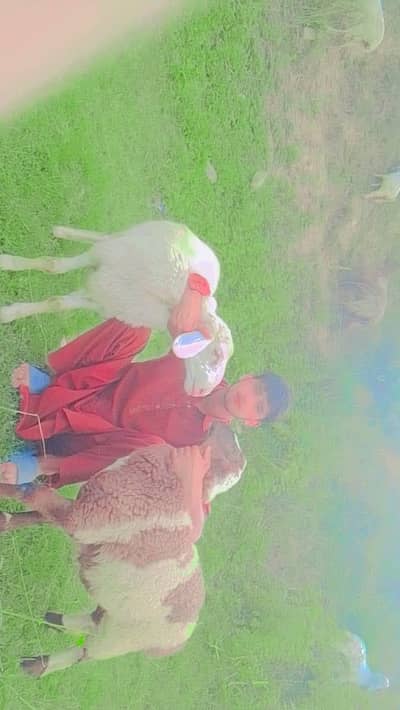 2 دیسی دمبے فور سیل