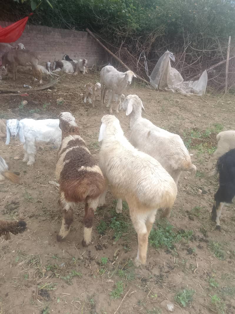 2 دیسی دمبے فور سیل 1