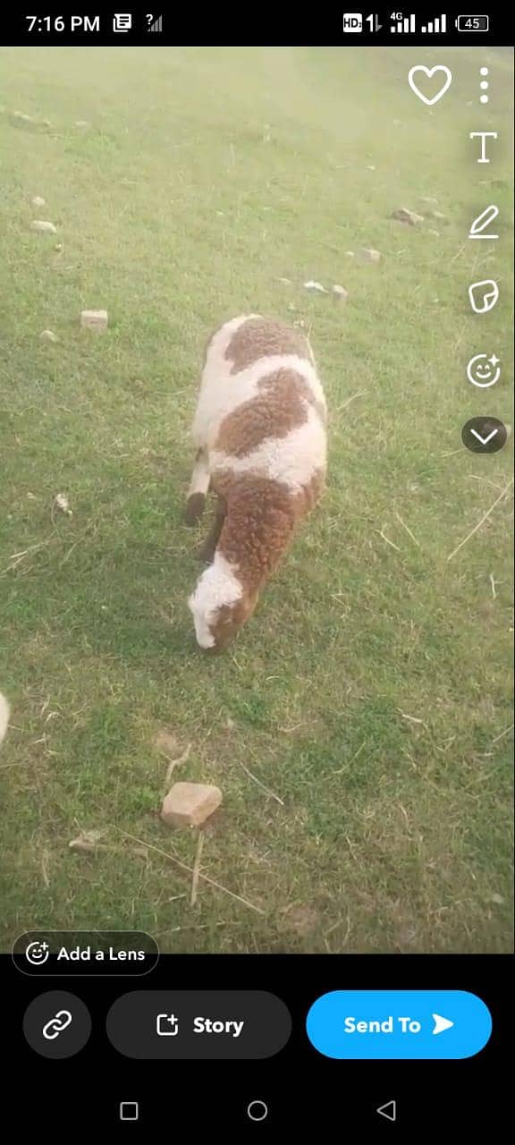 2 دیسی دمبے فور سیل 2