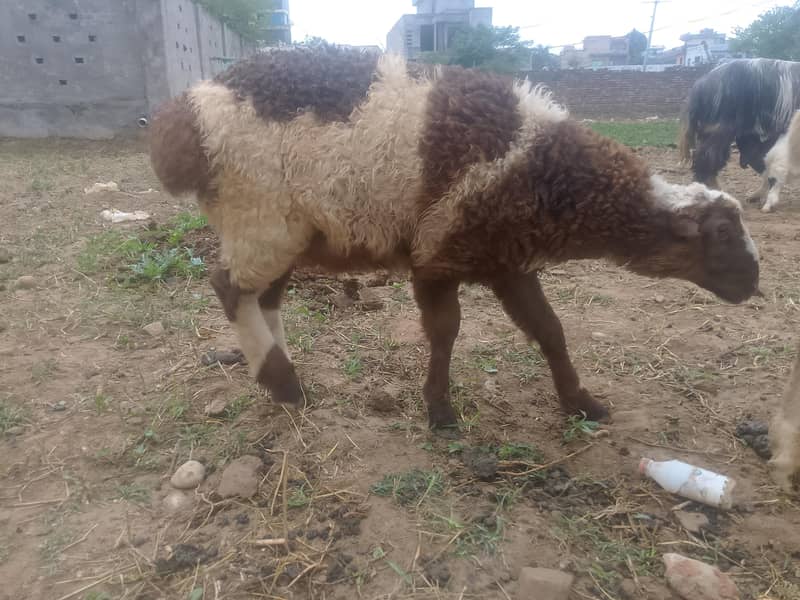 2 دیسی دمبے فور سیل 3