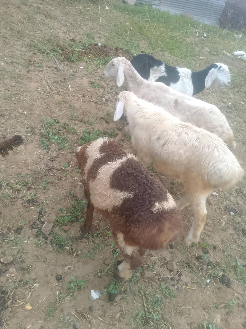 2 دیسی دمبے فور سیل 4