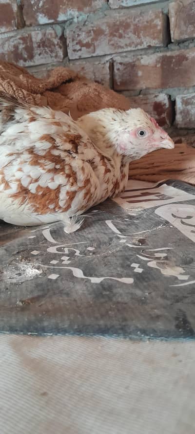 kurak cheeni madi for sale