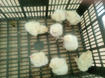 white heavy buff Cochin  chick