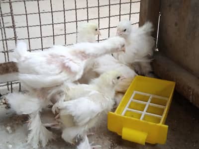 white heavy buff Cochin  chick