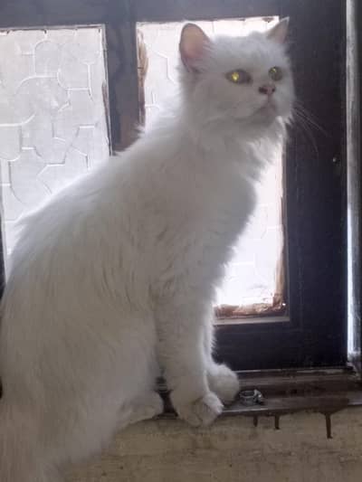 White persian female cate sale