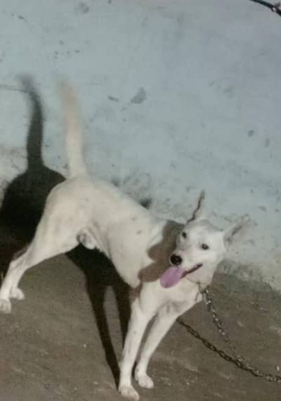 Kohati Gultair | Gultair | pure Gultair | Gultair  dog for sale