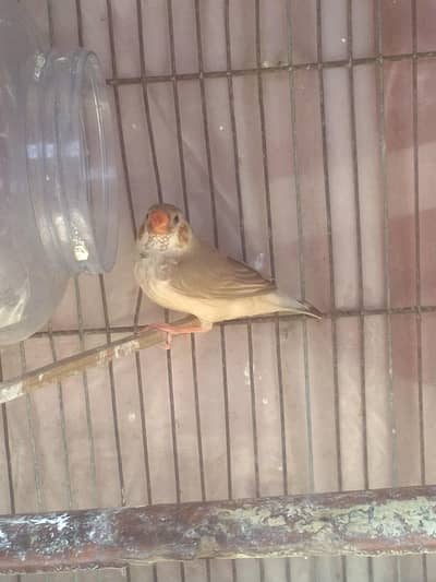 Haf orange male full female