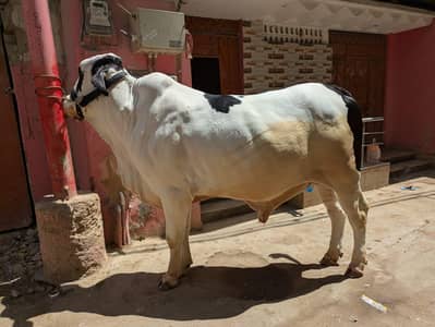 بیل برائے فروخت ۔صحت مند طاقتور