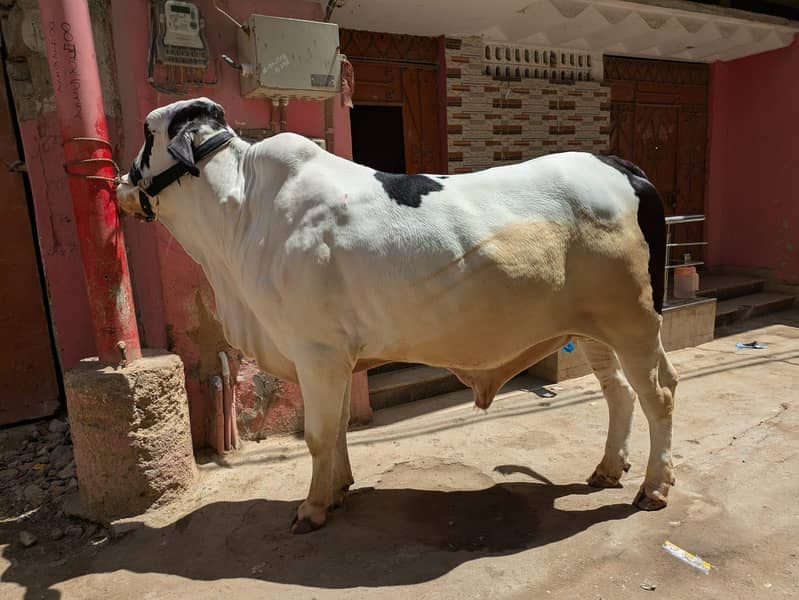 بیل برائے فروخت ۔صحت مند طاقتور 0