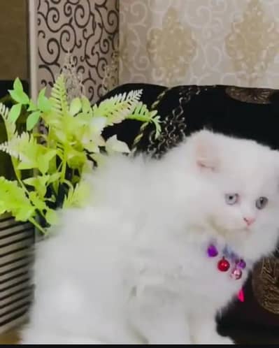 Persian cat triple code white colour my WhatsApp number