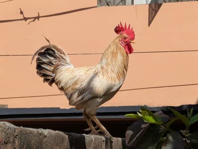 Desi Murga, Hen,  Cock, Male