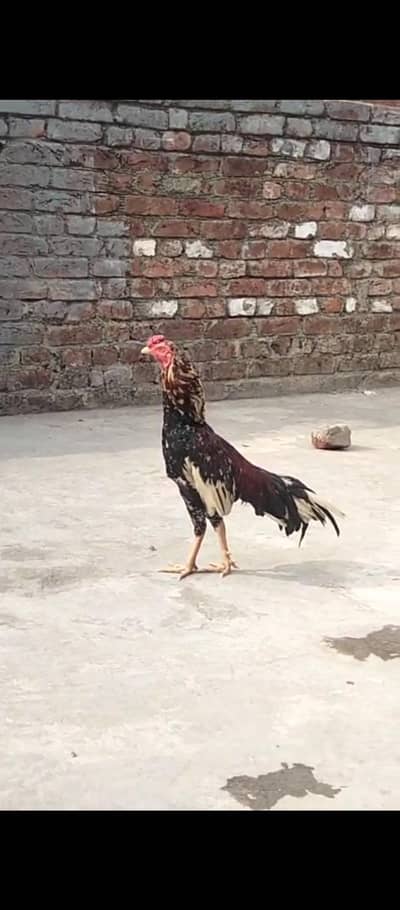 aseel Mianwali what's 03190713195