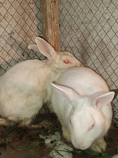 white rabbit red eays