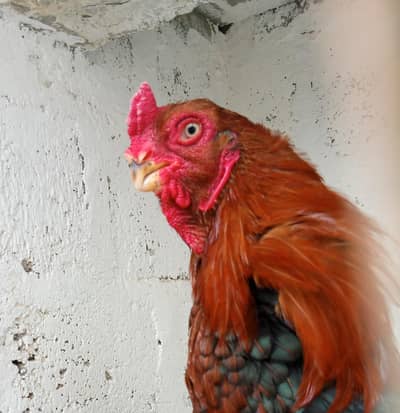 Argentina parrot beak