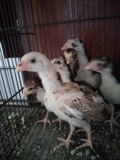 Aseel mianwali madi with 6 high quality chicks