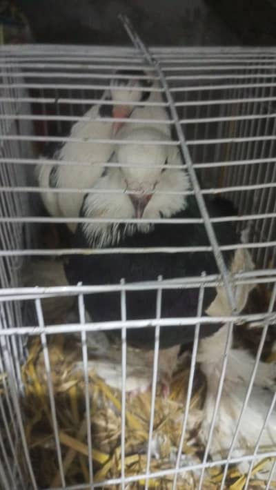 fance mail and femail