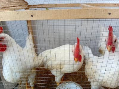 broiler chicken for sale 03008683013