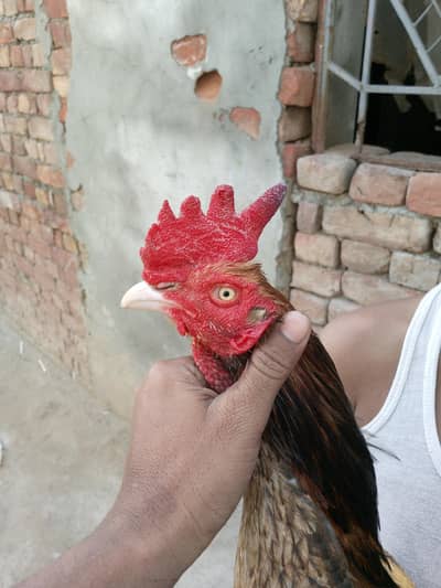 unique clore bengum long hight quality aseel patha