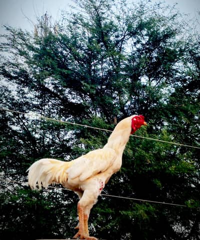 Bohat hi active aur healthy birds hain, koi beemari nahi hai.