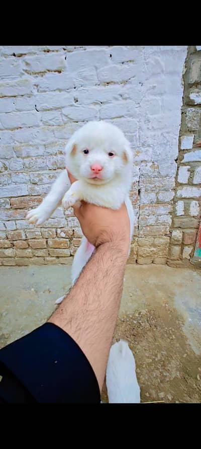 Russian Male Puppies For Sale